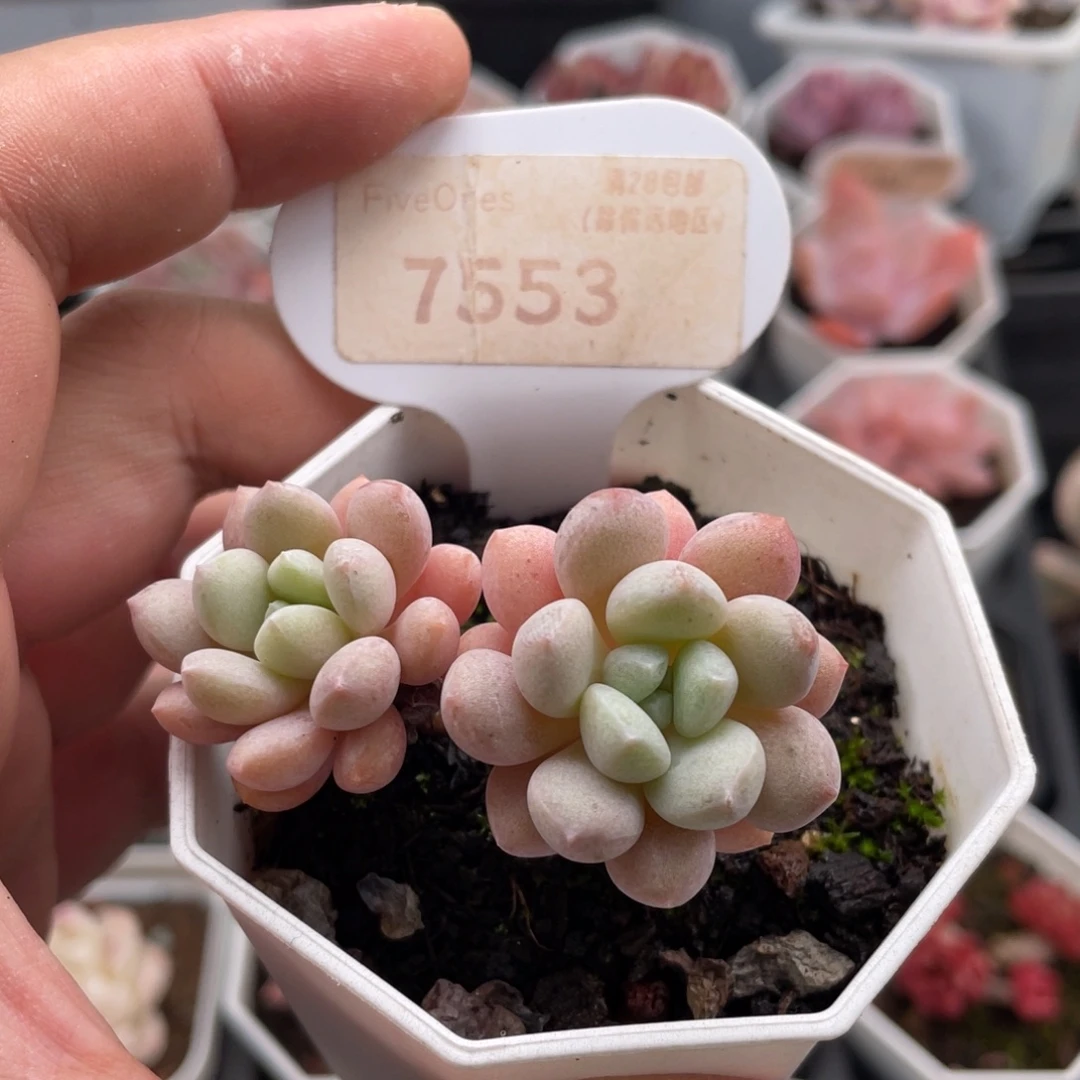 小红蛋7553-5.5厘米