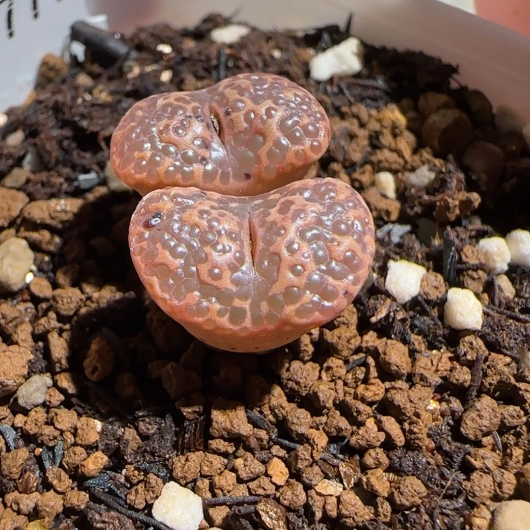 肉锥多肉植物百科-超级泡泡勋1417