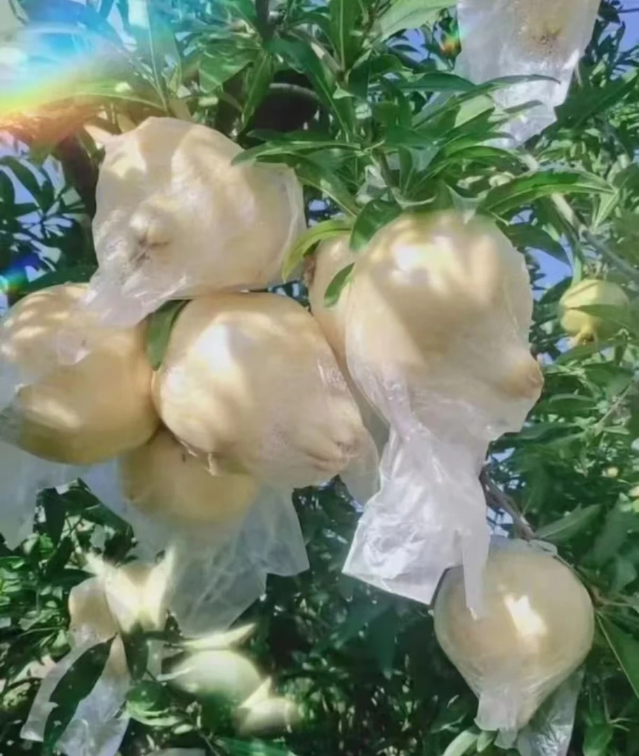 正宗怀远白花玉籽石榴 果粒洁白晶莹如玉石 是怀远石榴中的极品