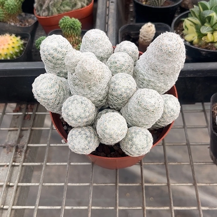 我也不知道我为什么要这样