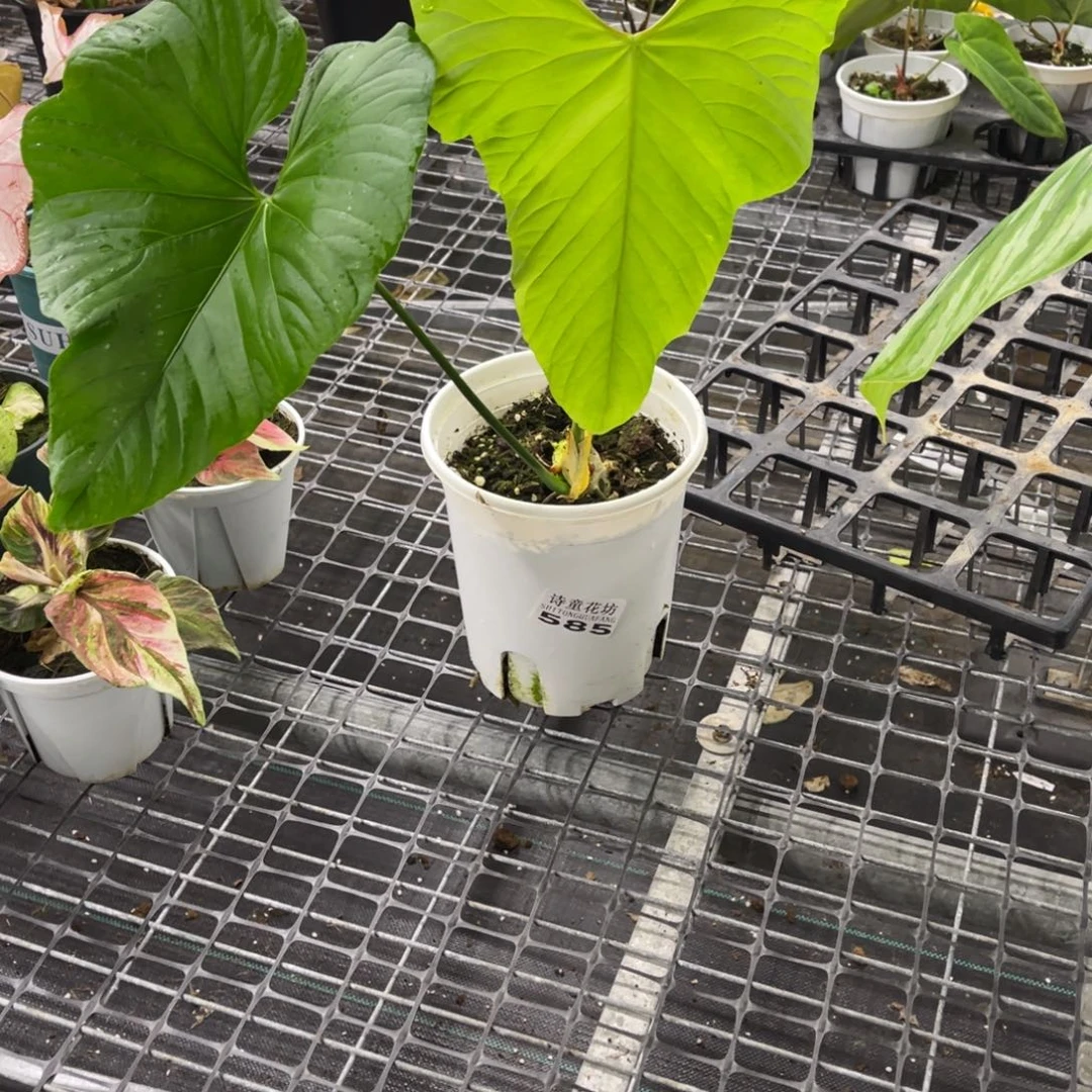 ****步无花朵           585巴劳恩不包售后