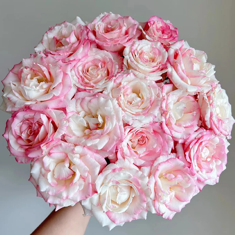 【霓裳】玫瑰【4单包邮顺丰空运部分地区走陆运以发货为准】