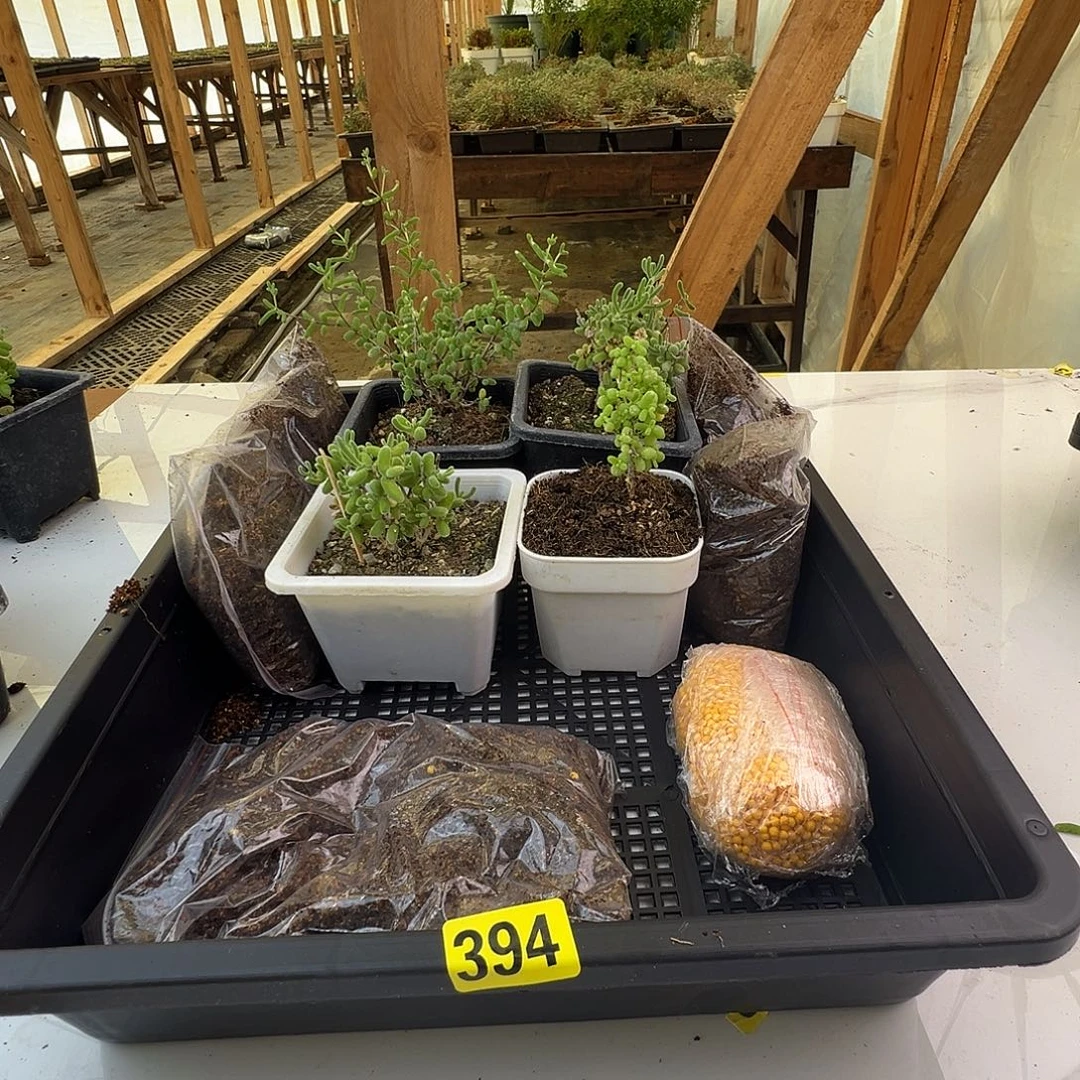 枝干番杏多肉植物394