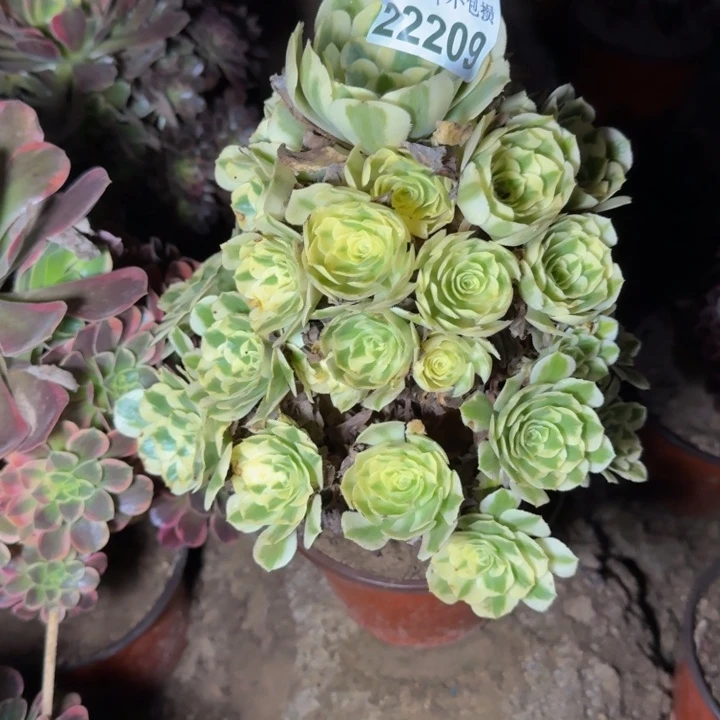 22209迈巴赫多肉植物