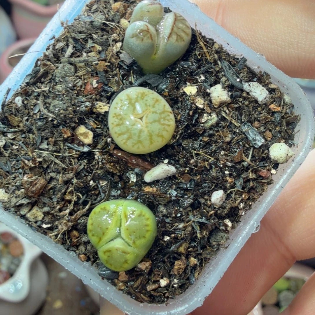 多肉植物和植物的生长501