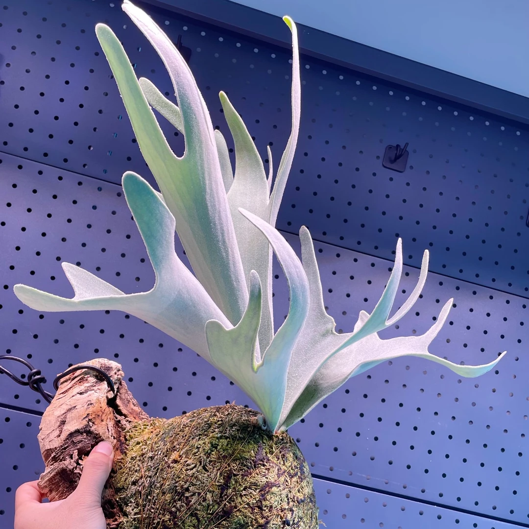 爪银鹿角蕨侧芽8cm盆径包邮