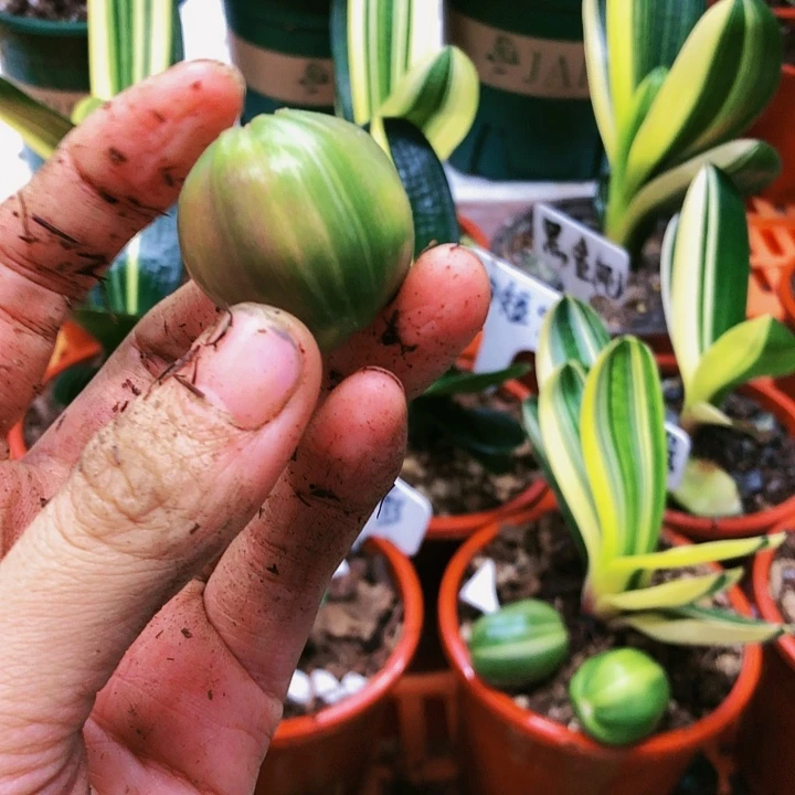 【闪购商品】完全开放蓝*