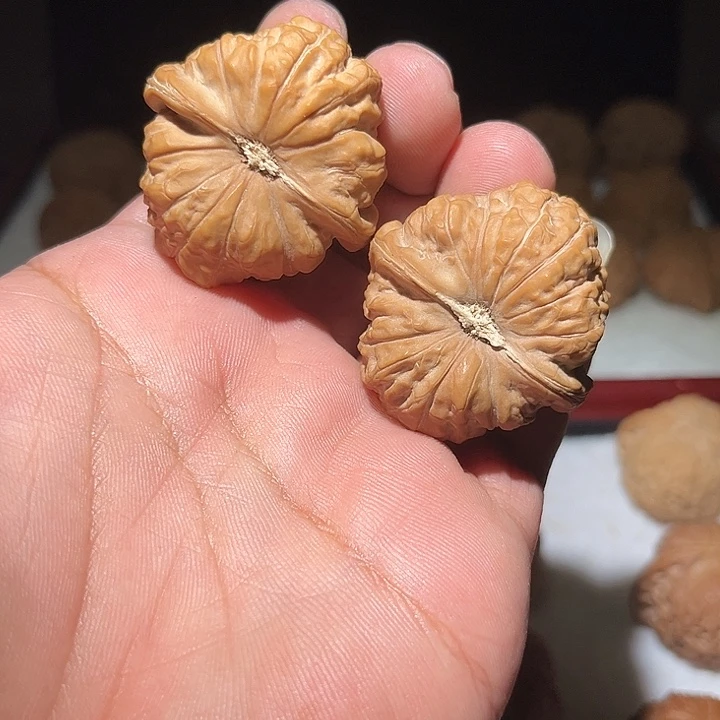 木41.5全南瓜敦。