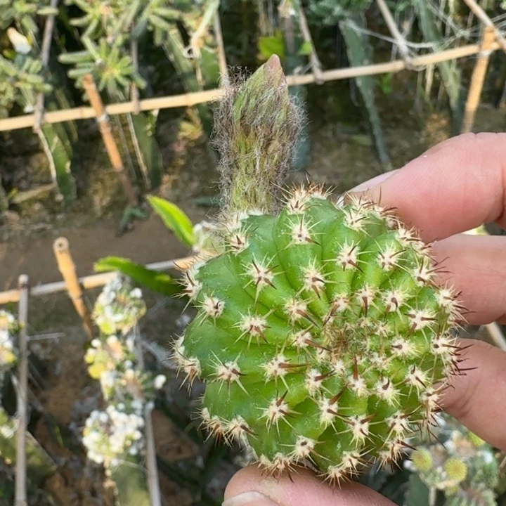 214丽花妖碟歪4公分左右无根侧牙，20包邮