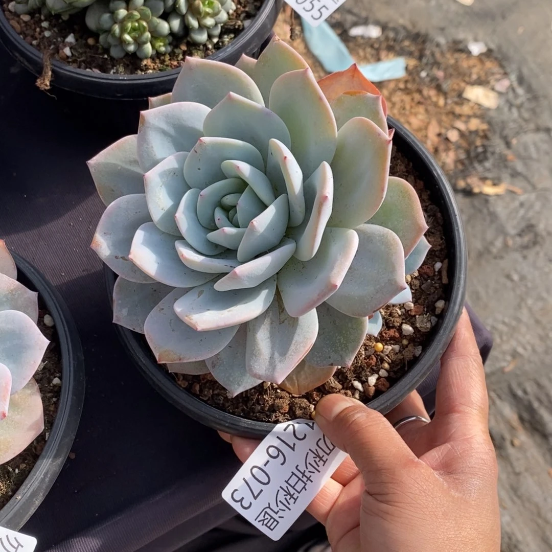 两单包邮1216-73奶茶