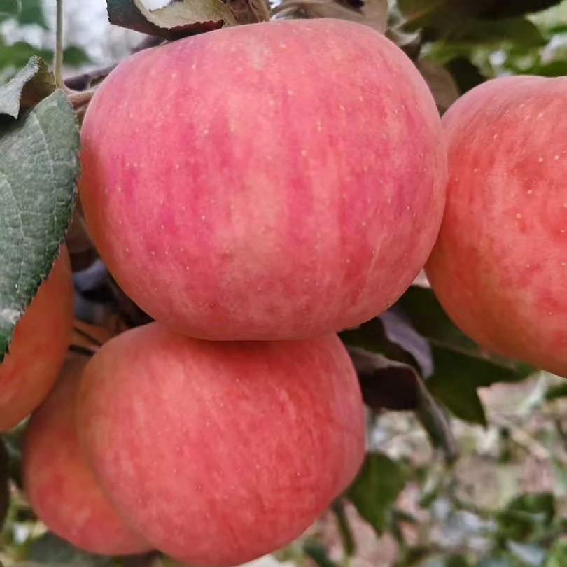 新疆阿克苏脆甜富士，现摘现发，产地直发