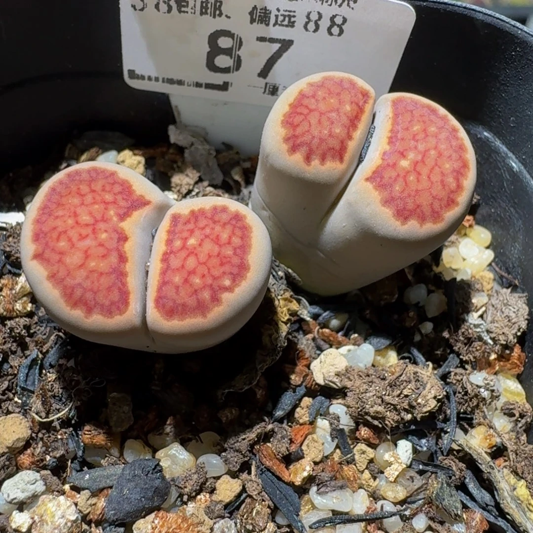 Ssss精品生石花87