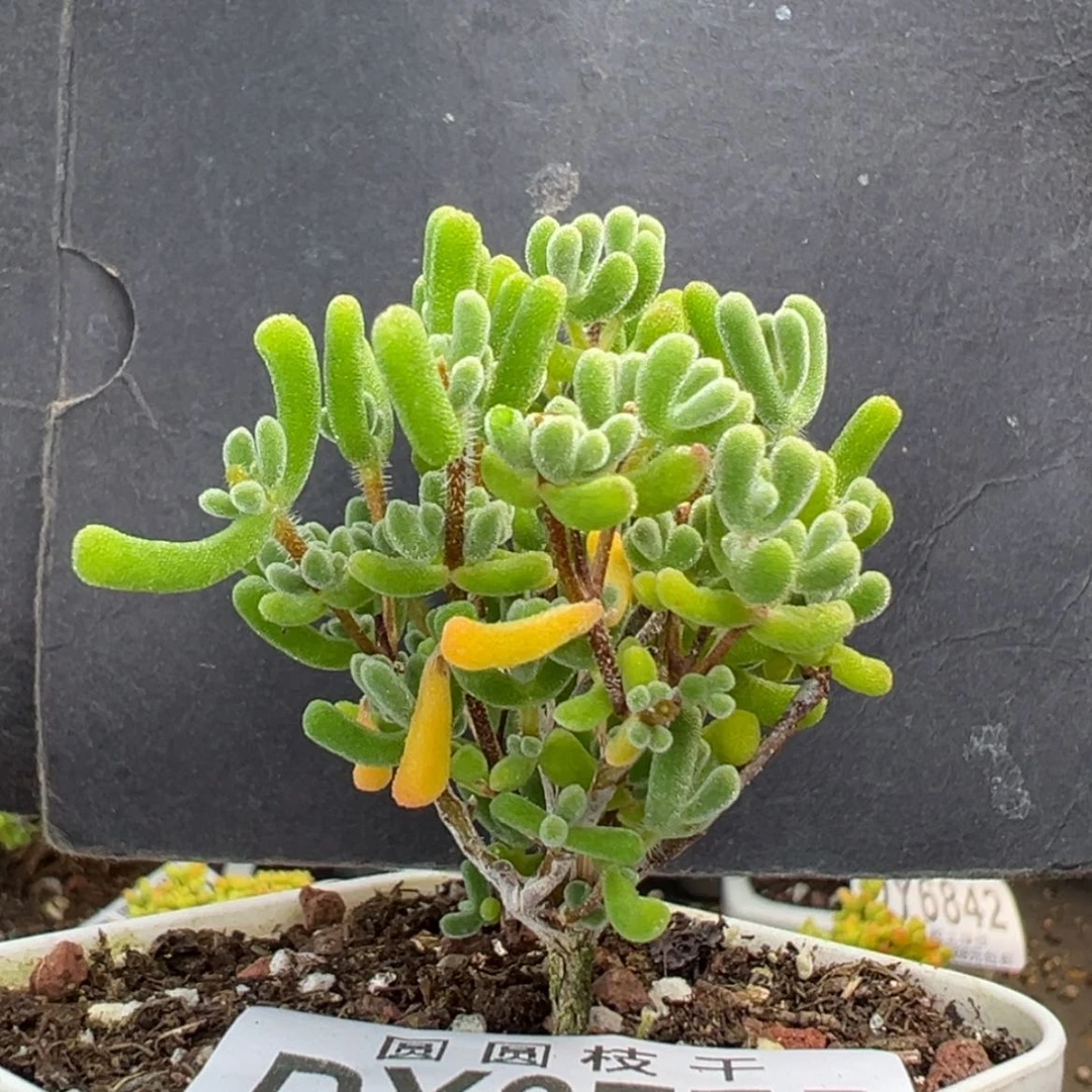 【闪购商品】dy6775小星星冠幅5.5cm