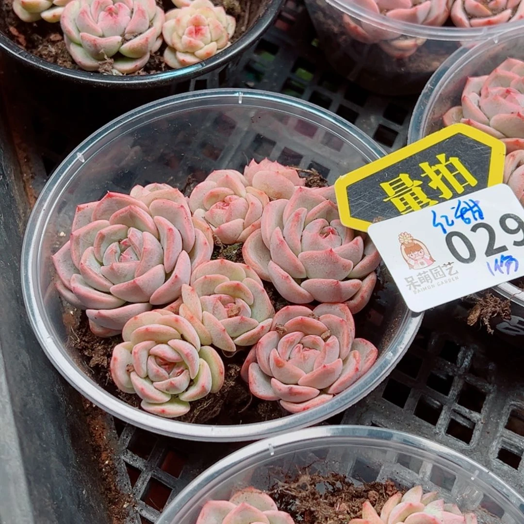 多肉植物多肉植物