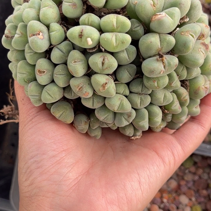 口迪群88888000000000