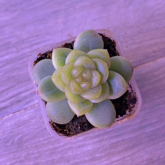 青柠，4公分盆口福利