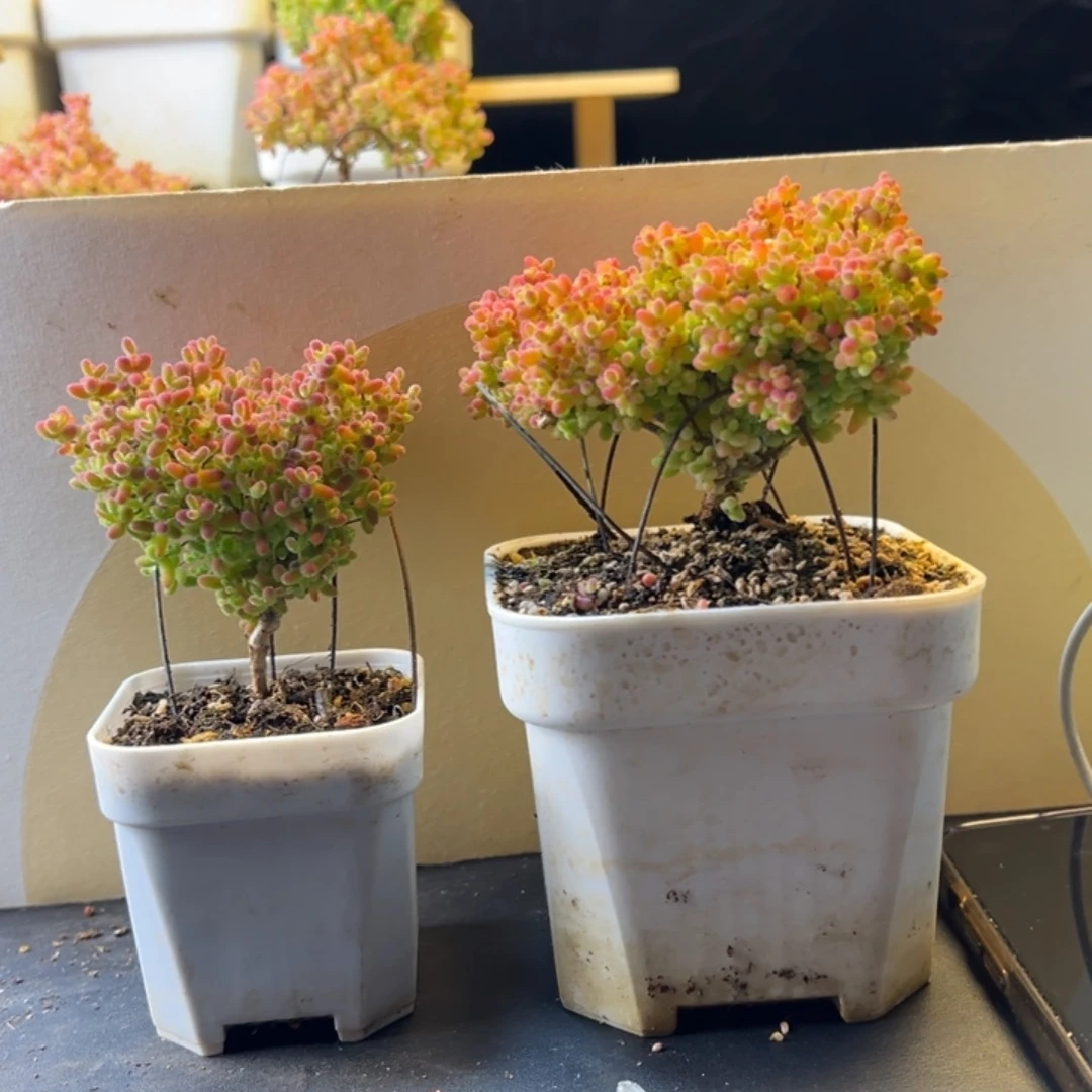 枝干 枝干 枝干 枝干