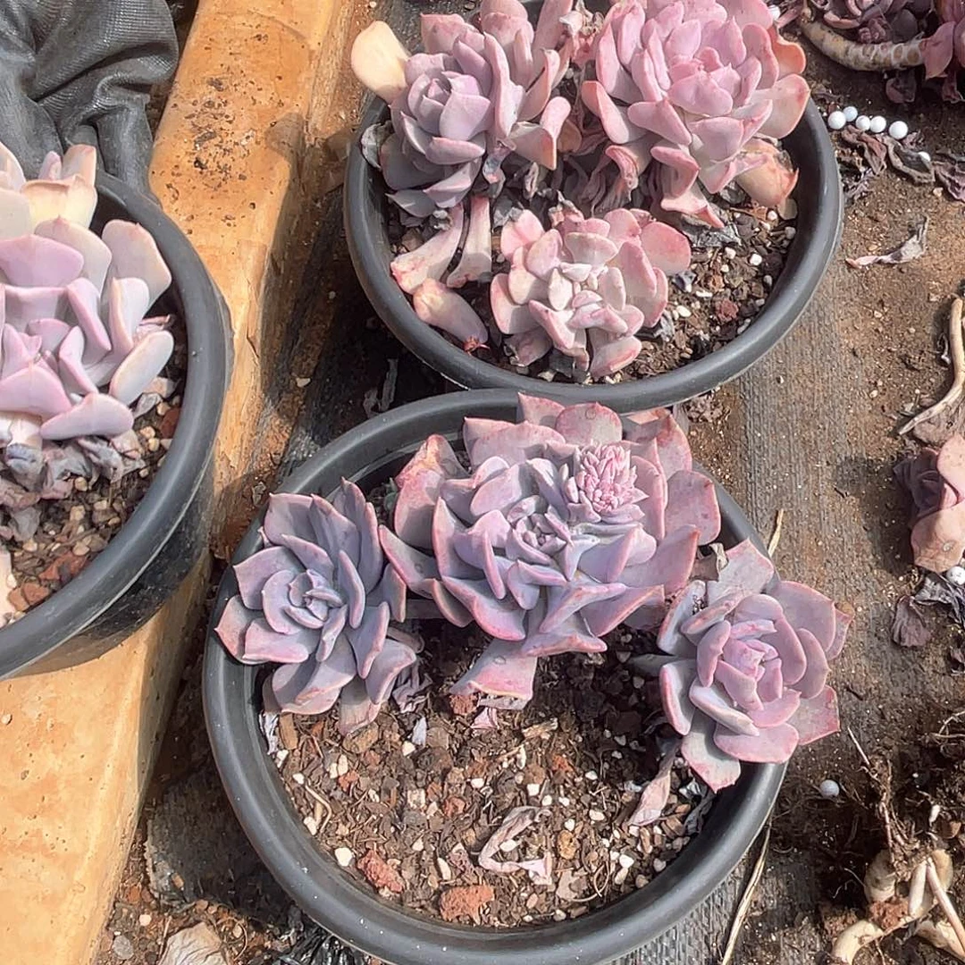 恶魔之眼18.8米 量拍多肉