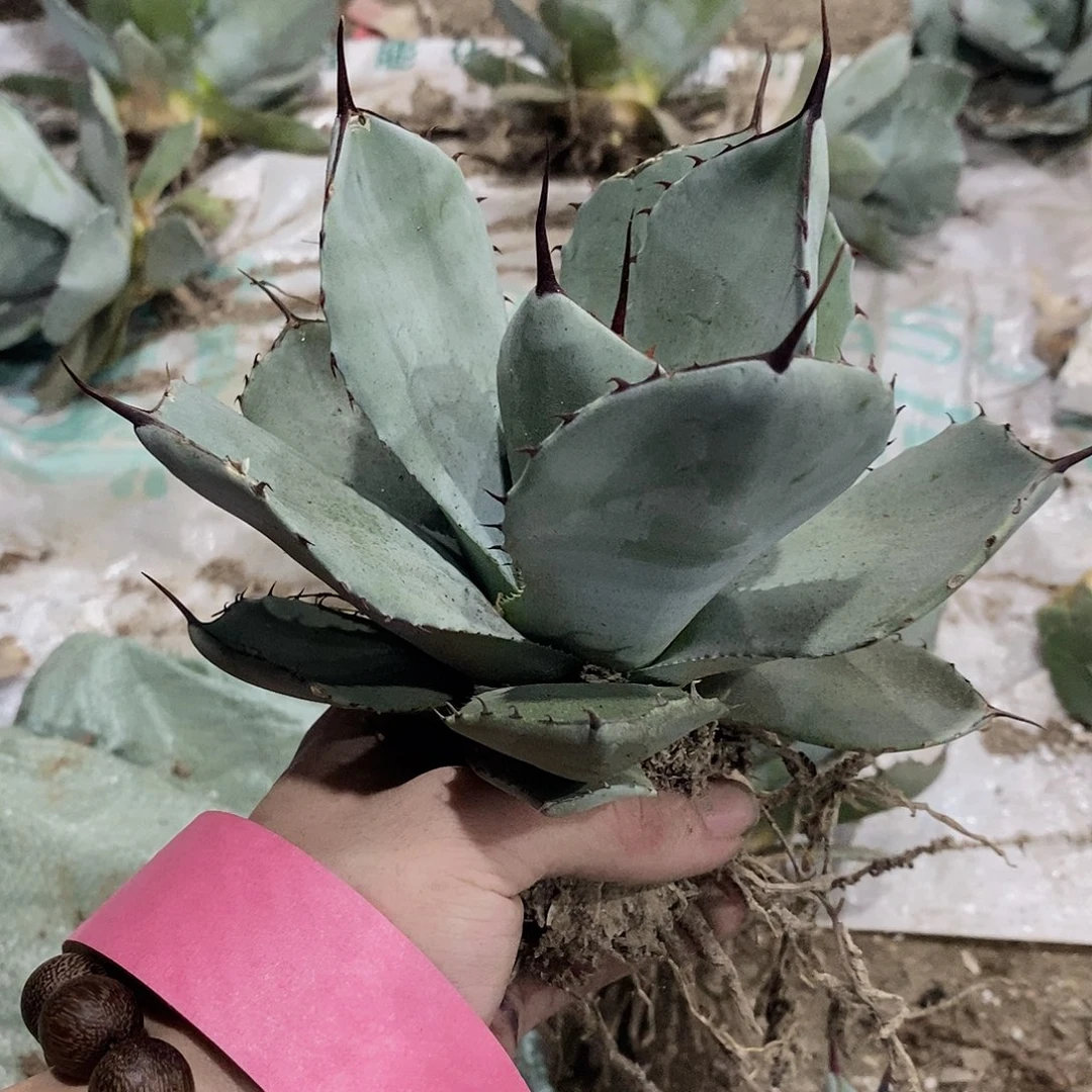 福克斯15公分7号1111