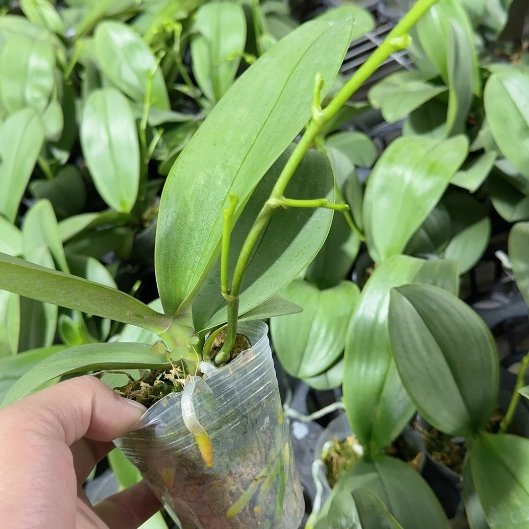 无花朵2.8龚氏白玉带侧支