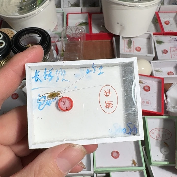 昵***置蟋蟀111111121222222