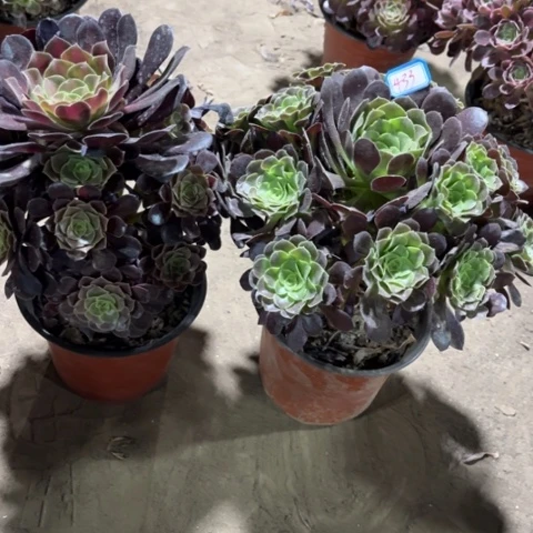 433多肉植物组合，