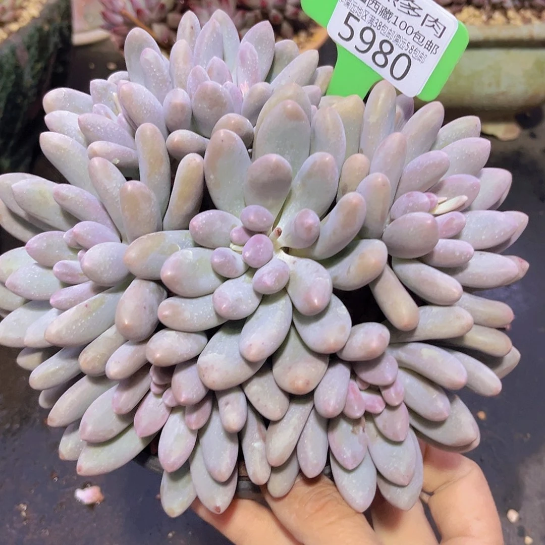 5980汤圆多肉植物