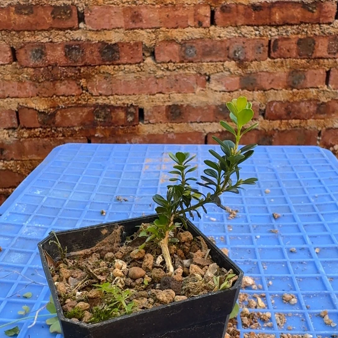 景*c g g gu g f g g g