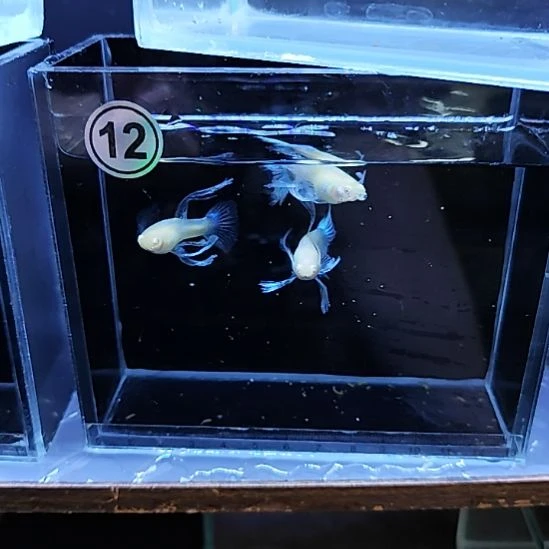 孔雀鱼蓝白大C三对