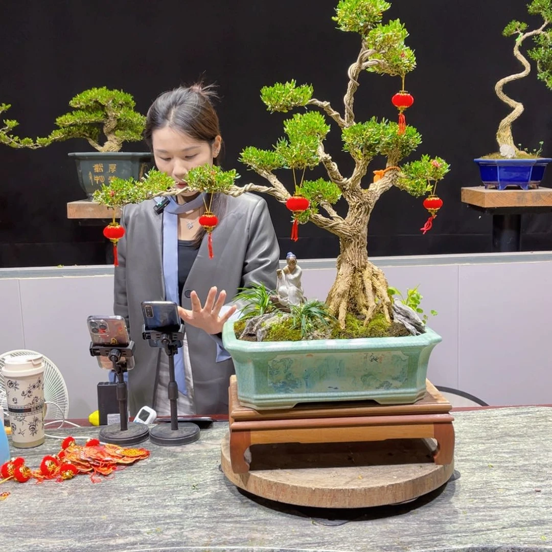 四季常绿翠绿黄杨盆景