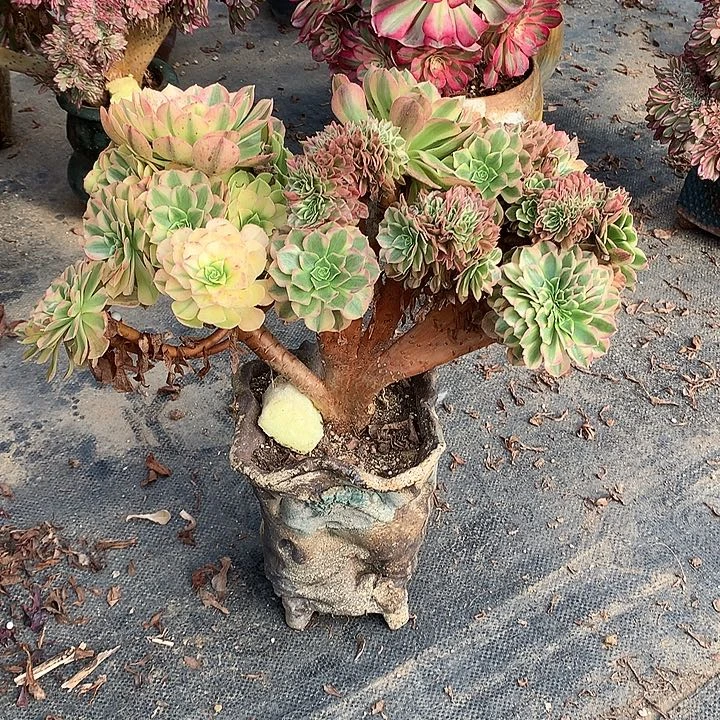 轮回朵朵脱土发货啊