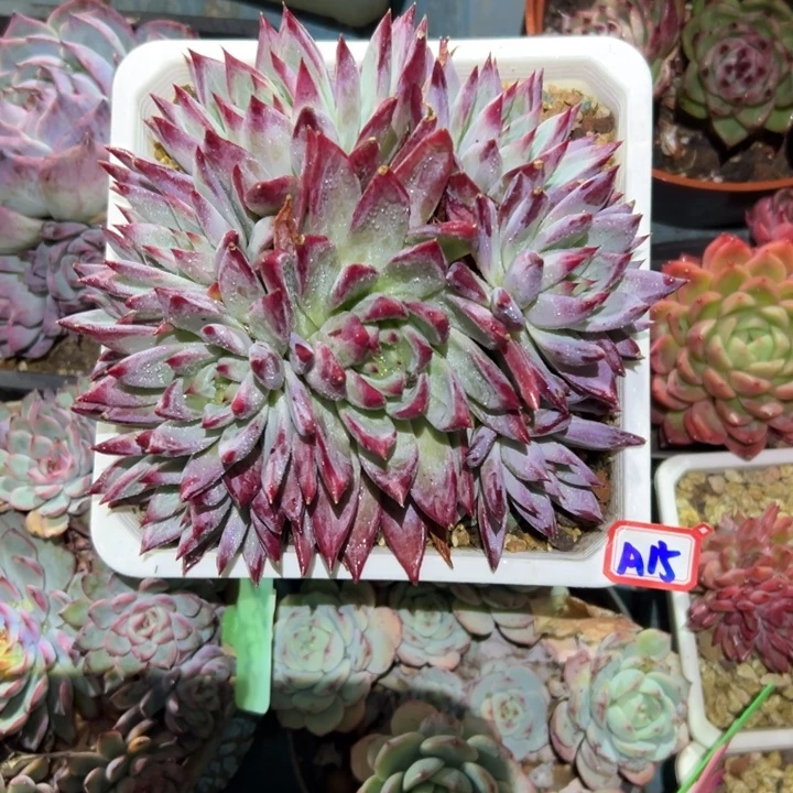 话****精品多肉植物老桩祖母绿