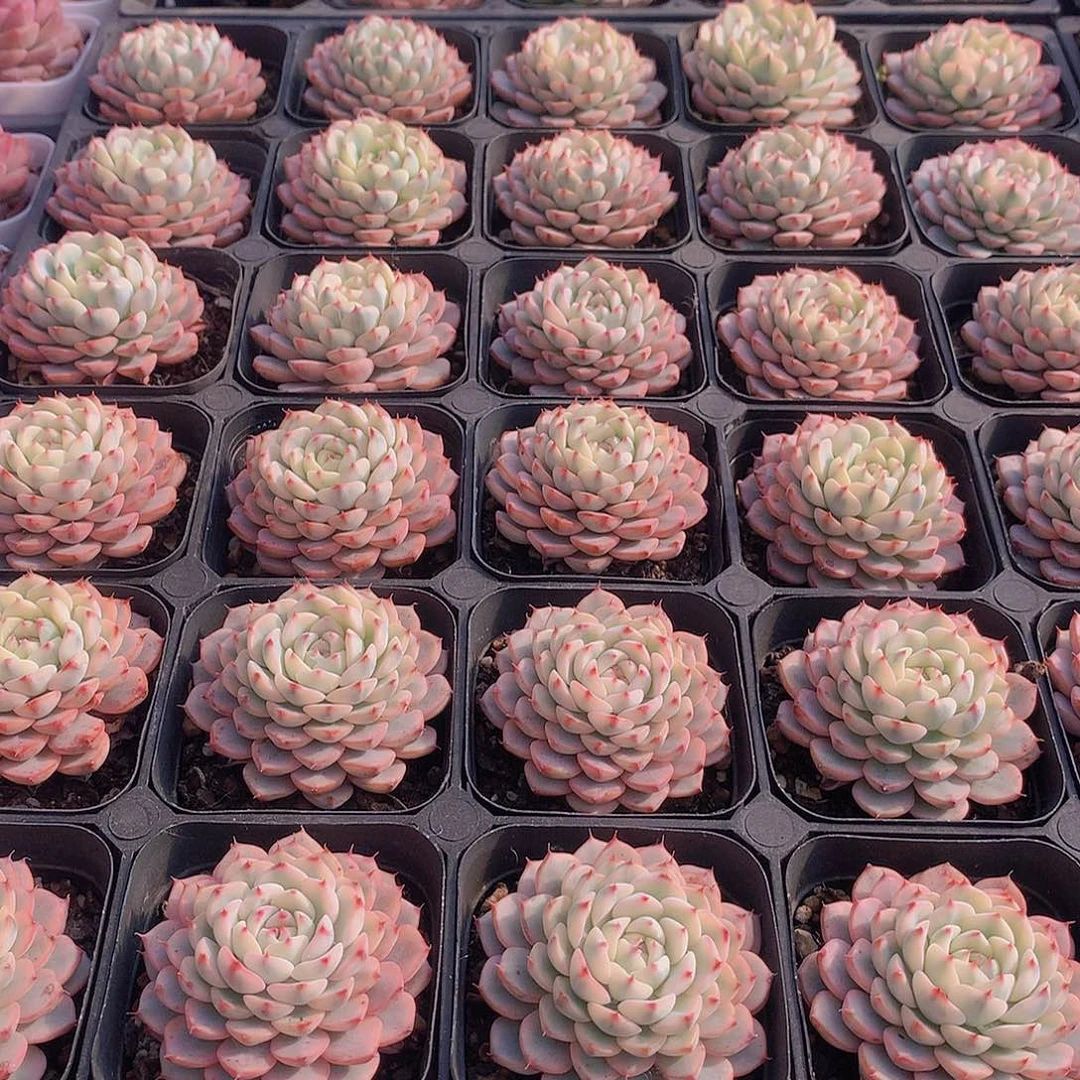 姬莲锦2345789900000