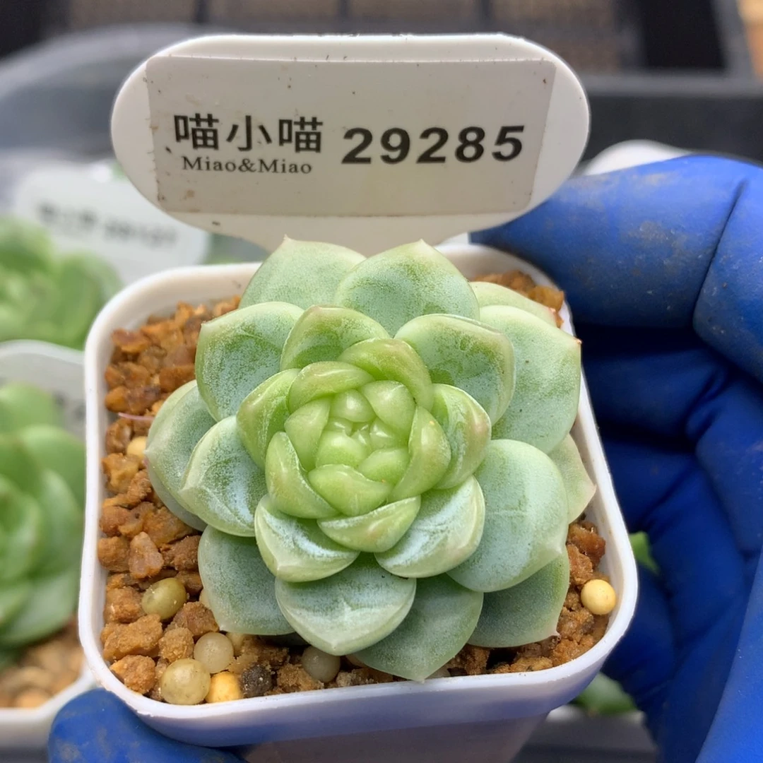 多肉植物杂交珍妮