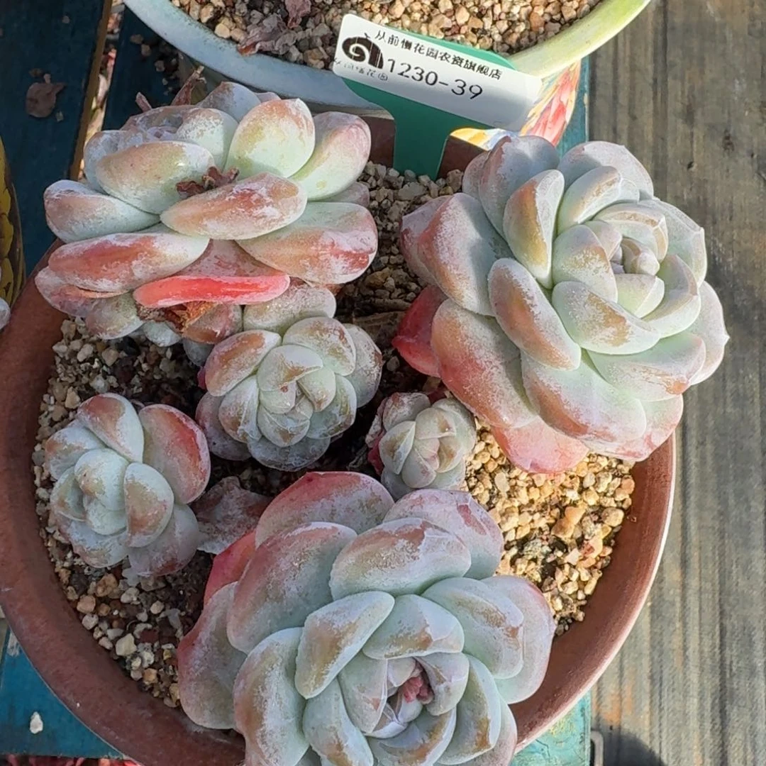 从前慢多肉精选编号1230-39