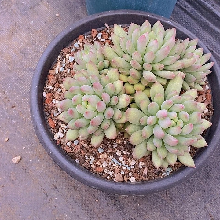 素***素多肉植物岩字小字