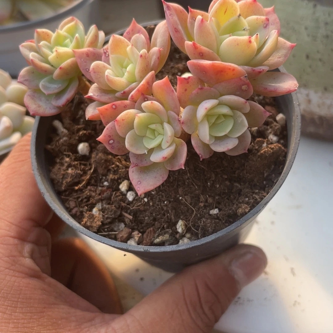 0929  哈密瓜  六月六