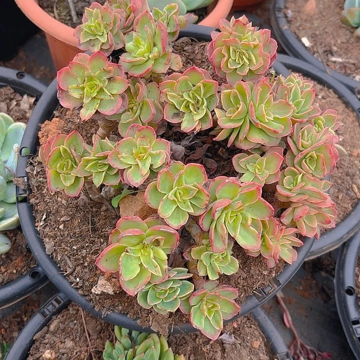 多肉植物。。。。。。。？？？？？？？？？？？