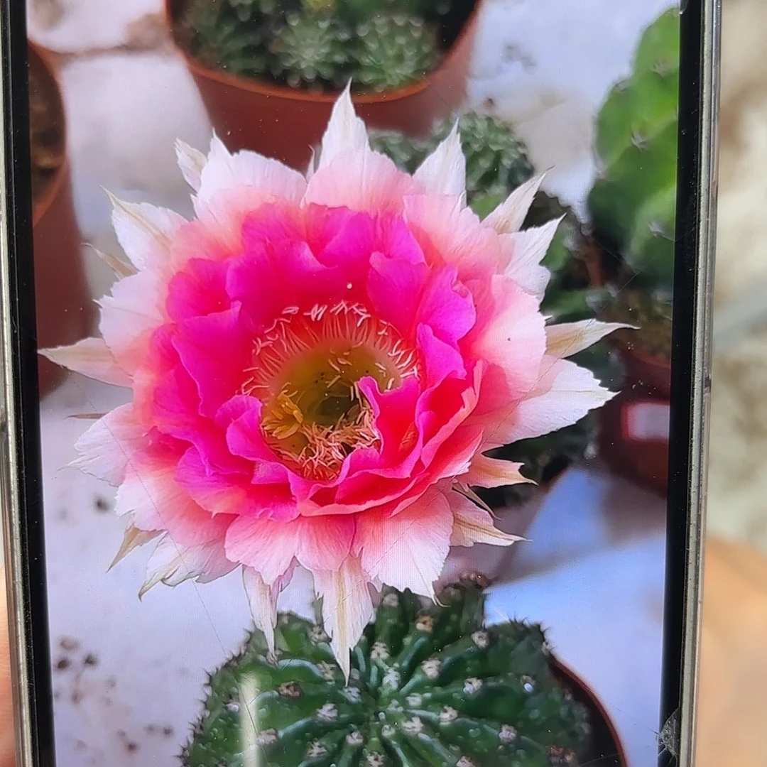 金刚桃花洛7公分带崽蜗牛咬了