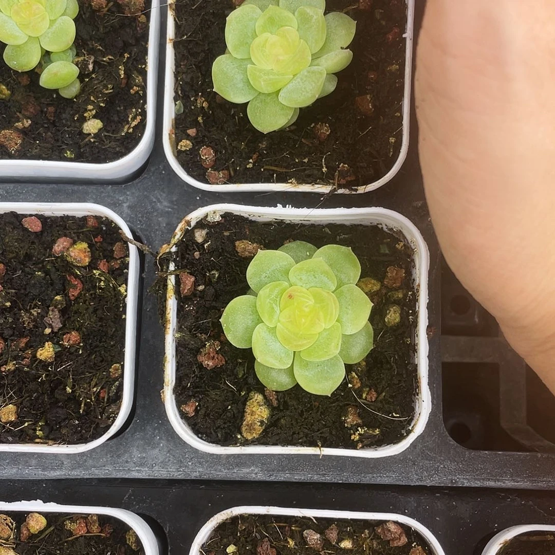 无尽灯中苗盆外棚一个满25包邮