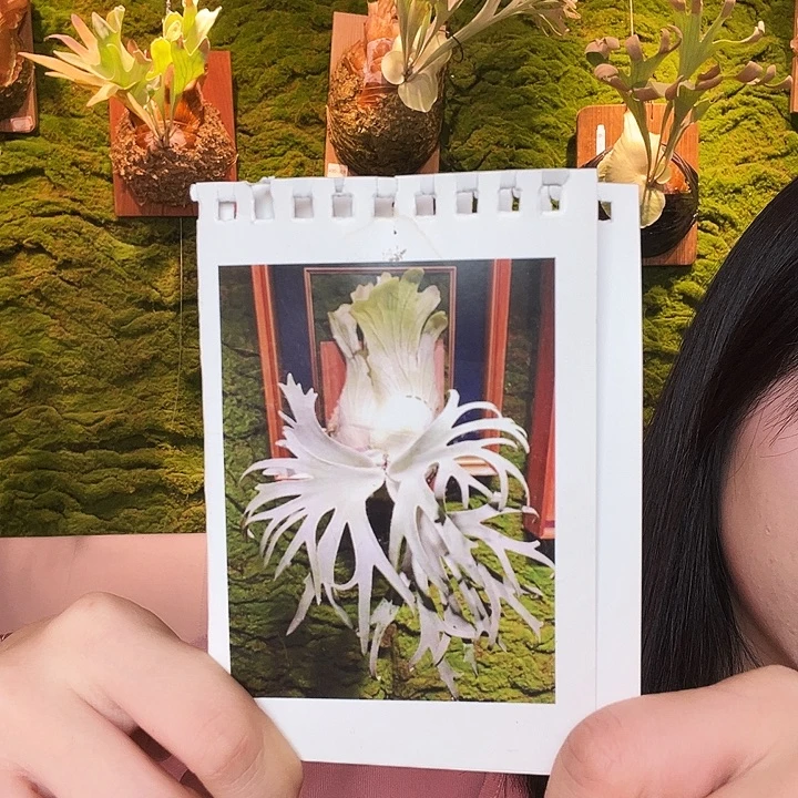 不开花植物台月侧芽