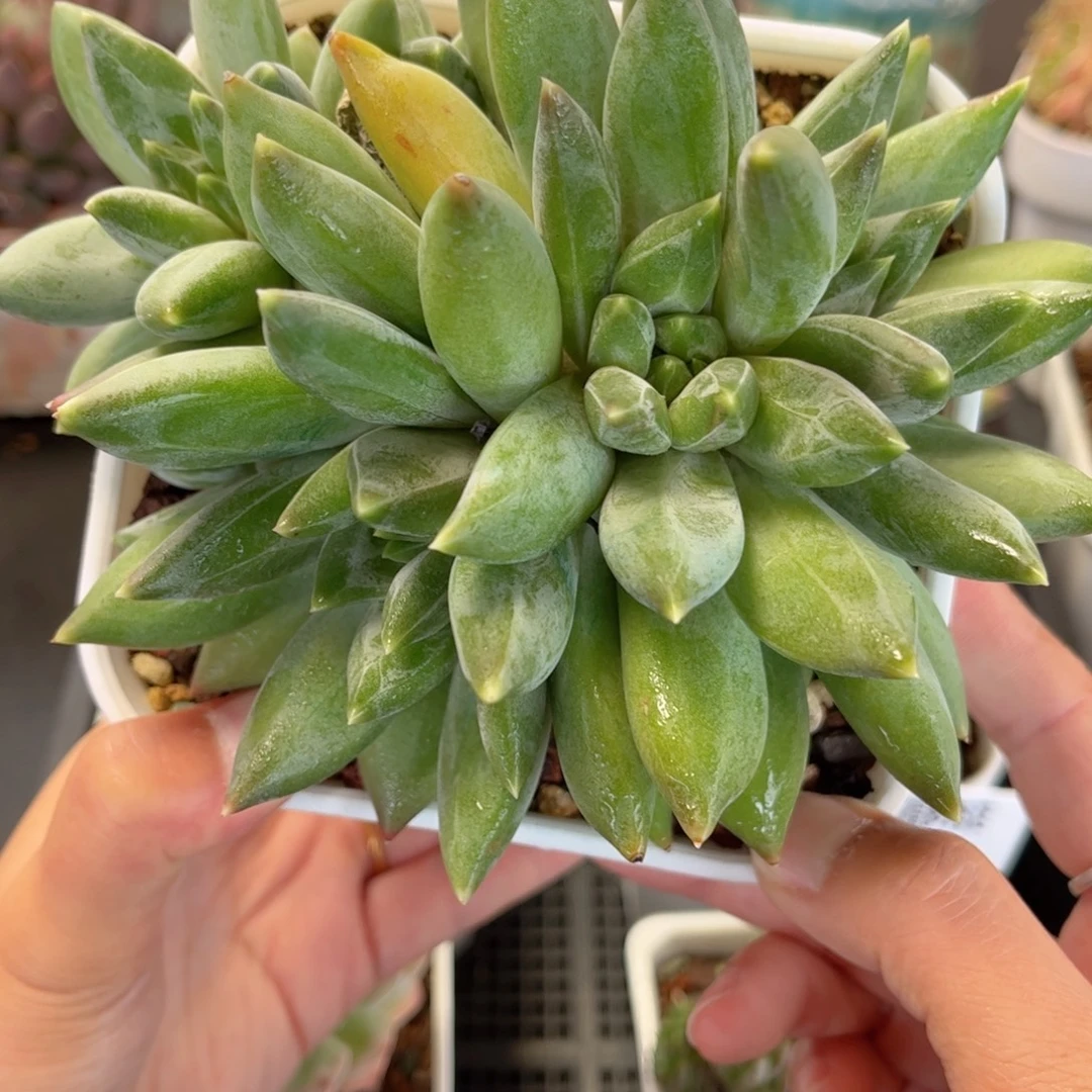 多肉植物3370 一定要拍个冷链哦