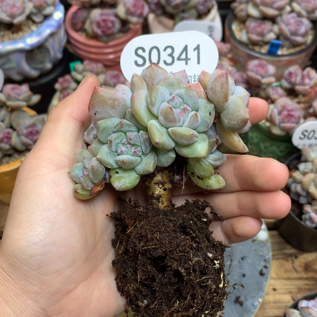 S0341 突尼斯 小树8头 背景同款