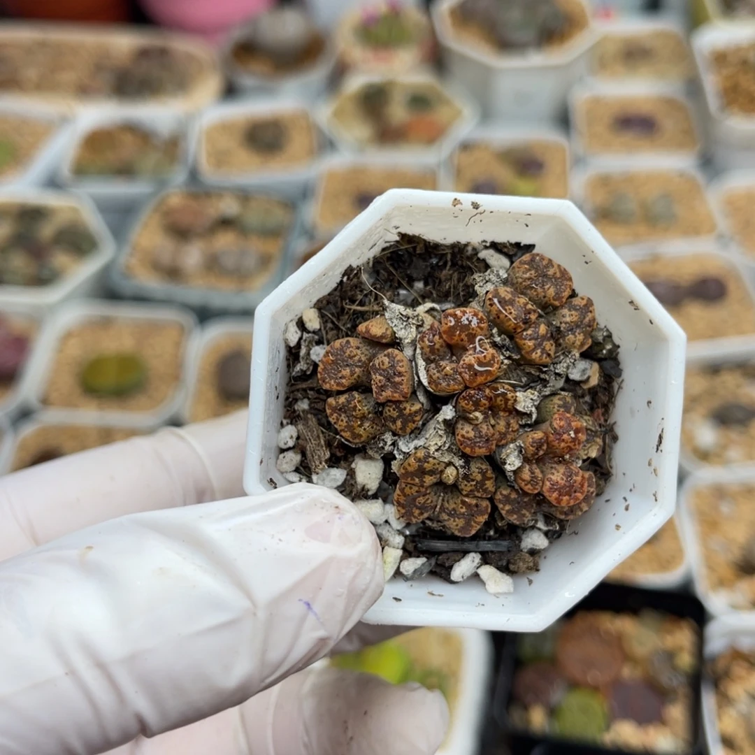 多肉植物一物一拍65
