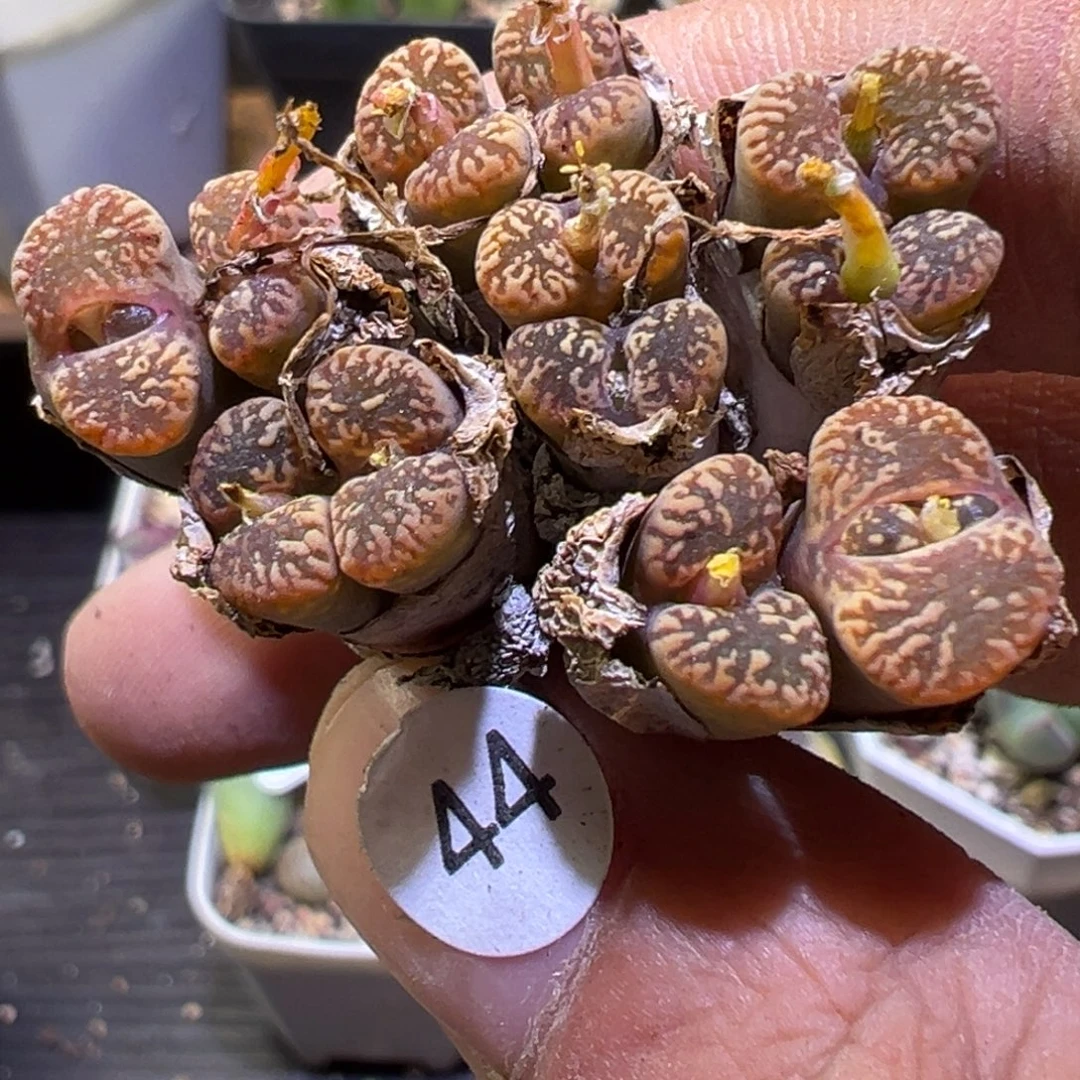 多肉植物11111111111