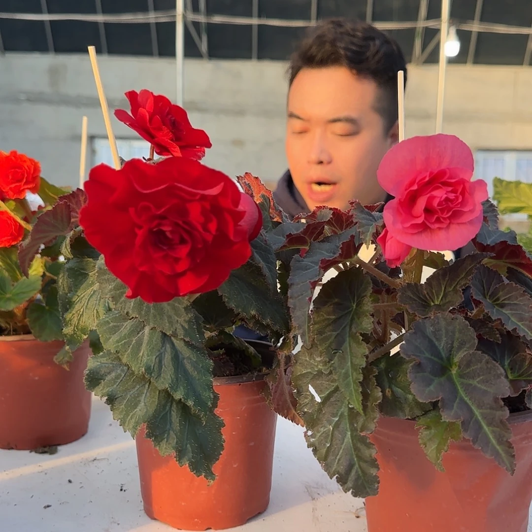 夫妻红➕摩卡粉，掉花折叶正常介意勿拍，不拍保温冻死不售后