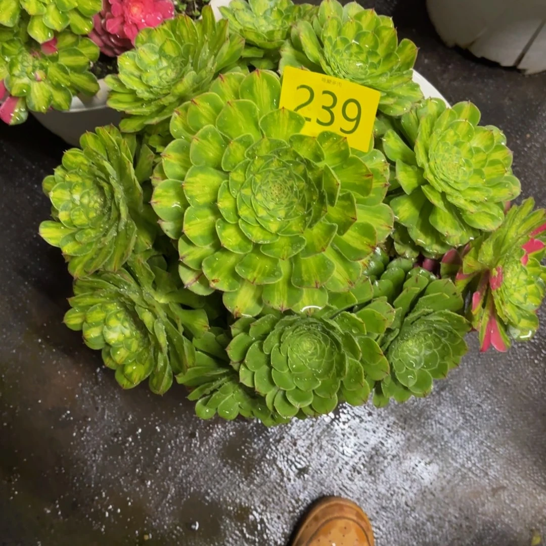 哈哈多肉葡萄福利239个