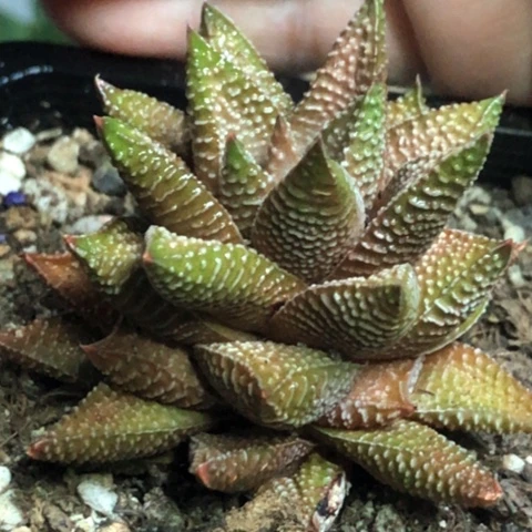 原始种母本带盆发货哈哈