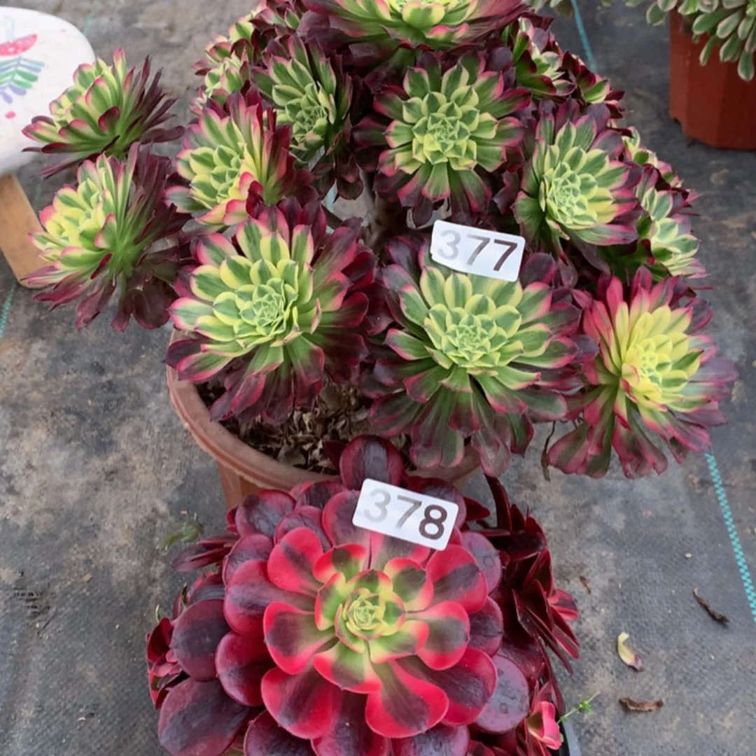 【闪购商品】377.378天合，美杜莎