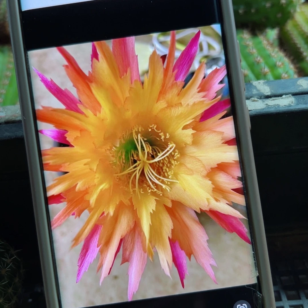 下104毛超级杏歪侧芽4公分左右20包邮